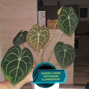 Anthurium Clarinervium