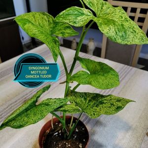 Syngonium mottled