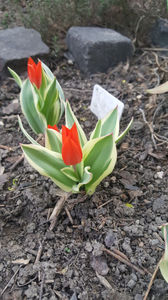 tulipa "praestans unicum"