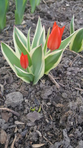 tulipa "praestans unicum"