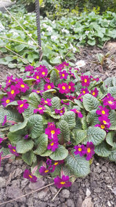 primula hybr.