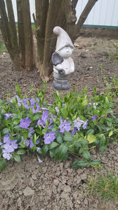 vinca minor(saschiu)
