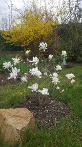 magnolia stellata alba