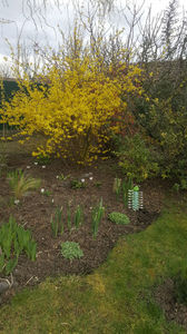 Forsythia spp -Goldregen