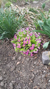 primula hybr.