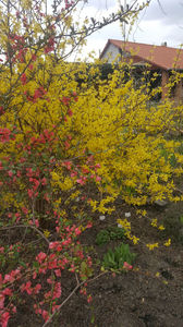 Forsythia spp -Goldregen