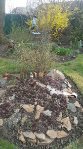 sempervivum mix