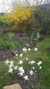 magnolia stellata alba