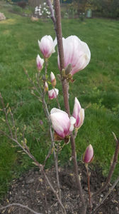 magnolia x soulangeana