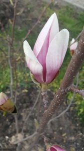 magnolia x soulangeana