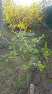 ribes uva crispa(agris)
