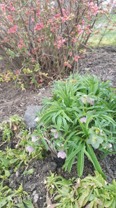 helleborus purpurascens(spânz)