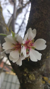 prunus dulcis(migdal)