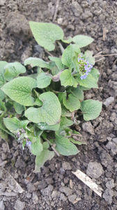 brunnera macrophylla(nu-mă-uita peren)