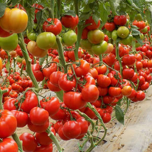 Vitara; Vitara F1 (cunoscut pana acum ca Runner F1) este un  hibrid nou de tomate timpurii cu crestere nedeterminata si cu rezistenta intermediara la TSWV. 
Plantele sunt viguroase, cu internodii scurte.
Leag
