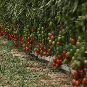 Byelsa F1; Hibridul de tomate prunisoara, Byelsa F1 prezinta crestere nedeterminata si timpurietate medie. Plantele sunt viguroase si leaga foarte bine la temperaturi ridicate au internodii scurte. Fructele sunt
