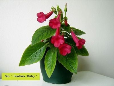 Prudence Risley