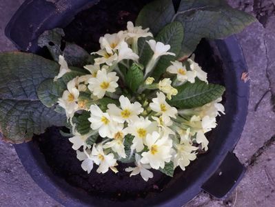 Primula 2021