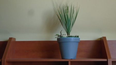 Yucca rostrata