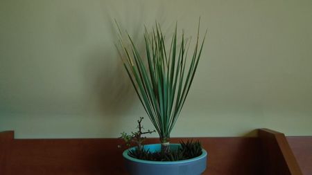 Yucca rostrata