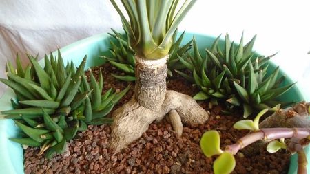 Yucca rostrata