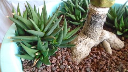 Yucca rostrata