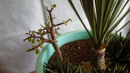 Yucca rostrata