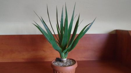 Dracaena draco (Insulele Canare)