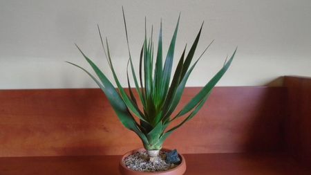 Dracaena draco (Insulele Canare)