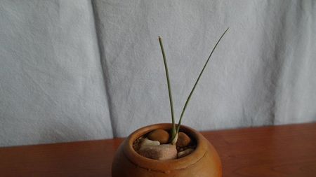 Dracaena serrulata (Yemen, Dhofar, Oman)