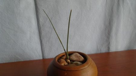 Dracaena serrulata (Yemen, Dhofar, Oman)