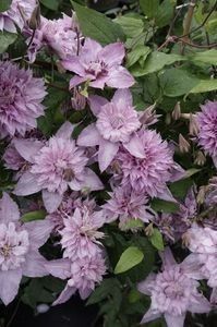 clematis multi pink