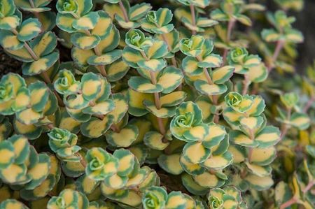 sedum mediumvariegatem