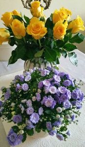 Campanula