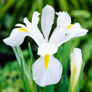 Iris White Excelsior