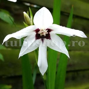 Gladiole Stelate