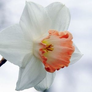 30186 Narcissus Pink Charm