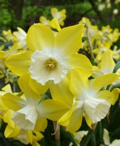 narcissus pipit