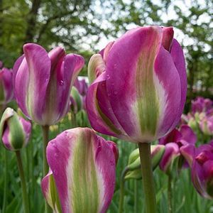 tulipa nightrider