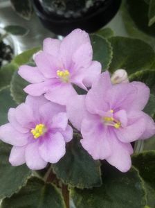 2 apr