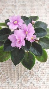 4 apr