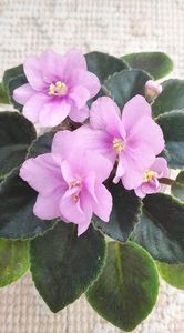 4 apr