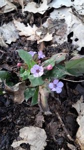 Mierea ursului sau Plamanarica; In padurice 2021.04.02
