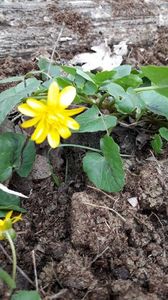 Untisor, Grausor sau Floarea broastei; In padurice 2021.04.02
