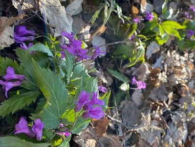Dentaria - padurice; 2021.04.10
