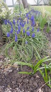 muscari armeniacum