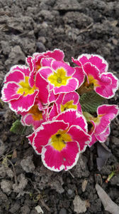 primula hybr.