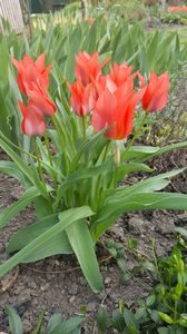 tulipa toronto