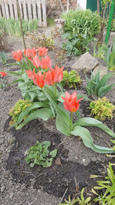 tulipa toronto