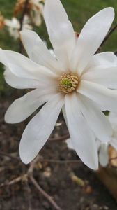 magnolia stellata alba